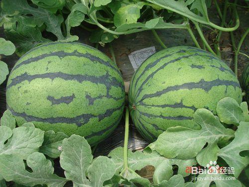 吃瓜的瓜果,探寻吃瓜的乐趣与奥秘